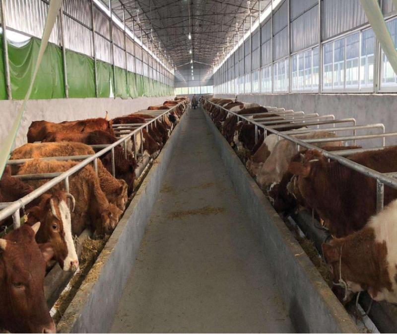 四川蜀牛牧业有限公司长期出售成品肥牛，出售农场冷鲜牛肉，欢迎全国各地经销商商务洽谈，合作共赢。