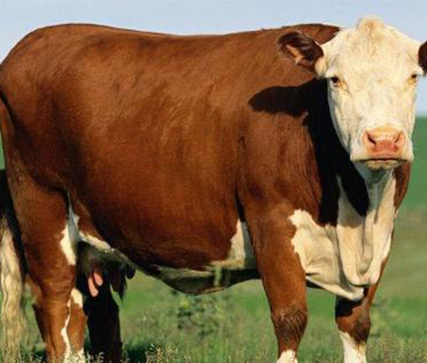 巴中雅拉德荣农牧科技有限公司长期专营海福特母牛、牛犊等全产业链4S服务