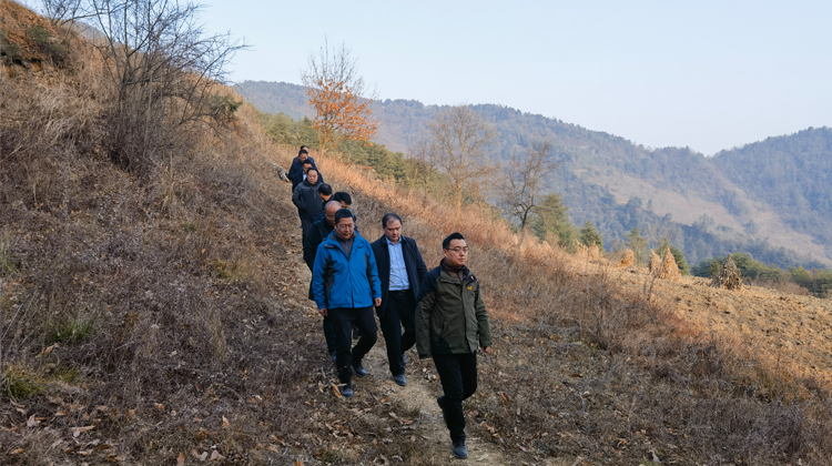 金虎副市长在空山镇调研指导空山牛产业化发展及第三届“空山牛”赛牛会筹备工作